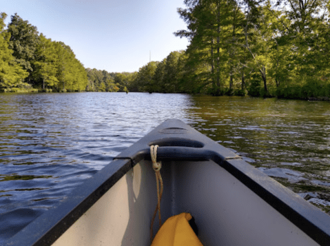 You Can Kayak To The 1,000-Year Old Castle Tree For A Magical Louisiana Adventure
