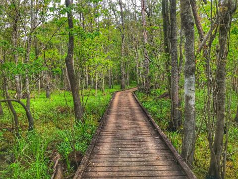 Meander Through The Atchafalaya Basin Along This 3-Mile State Park Trail In Louisiana For An Unforgettable Outdoor Adventure