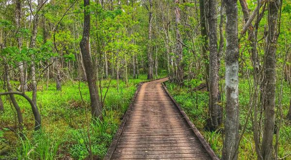 Meander Through The Atchafalaya Basin Along This 3-Mile State Park Trail In Louisiana For An Unforgettable Outdoor Adventure