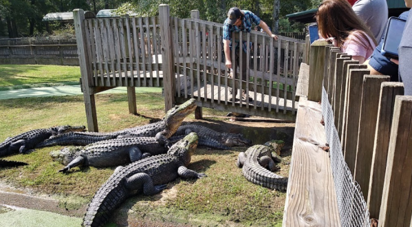 Part Petting Zoo And Part Amusement Park, Gators & Friends Is The Ultimate Summer Day Trip In Louisiana