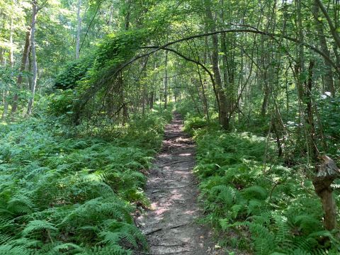King Benson Preserve Features A Tunnel Of Trees In Rhode Island And It's Positively Magical