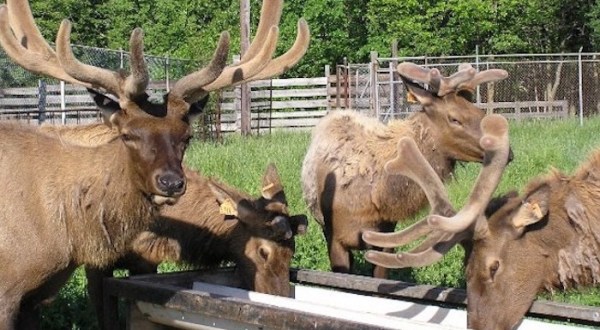 One Of The Largest Elk Farms In The U.S. Is In Iowa, And It’s Magical