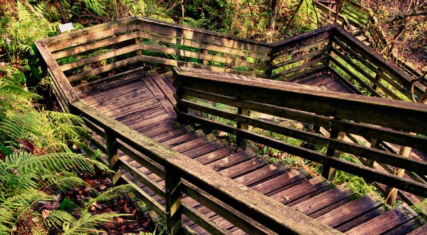 Descend A Winding Wooden Staircase Into A Sinkhole On The Devil’s Millhopper Trail In Florida