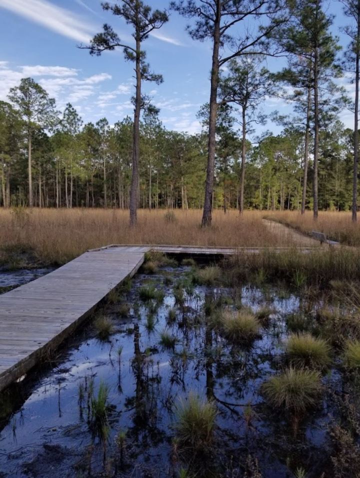 A boardwalk wraps around a beaver pond at the Crosby Arboretum in Mississippi