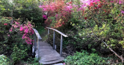 The One-Of-A-Kind Kinney Azalea Gardens In Rhode Island Is Absolutely Heaven On Earth