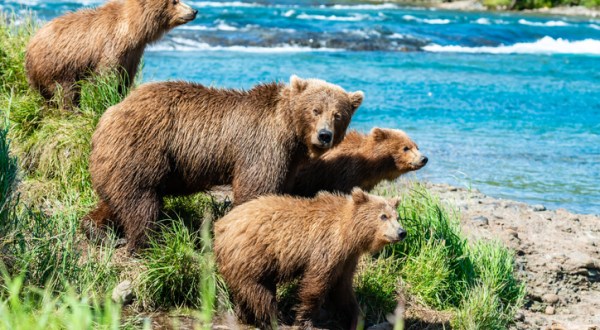 The Largest Brown Bear Sanctuary In The World Is In Alaska, And It’s Magical