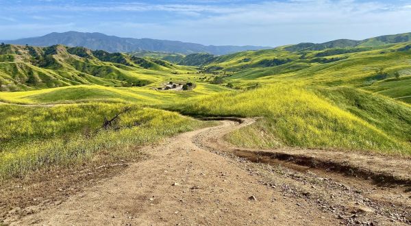 Meander Through A Beautiful Flower Field Along The 5.8-Mile Bane Canyon Loop Trail In Southern California For An Unforgettable Outdoor Adventure