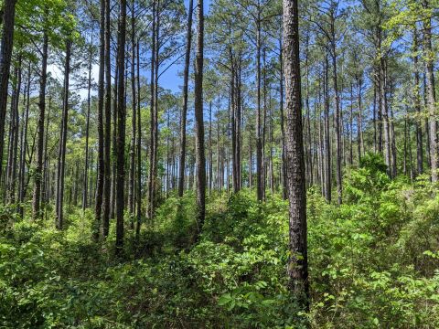 3 Scenic Hiking Trails Surround The Small Town Of Pineville, Louisiana