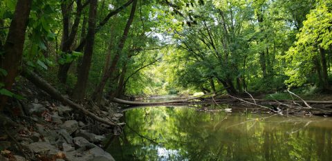The Little-Known Bicentennial Woods Preserve Is Practically A Sanctuary For Indiana Nature Lovers