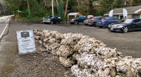 Get Fresh-From-The-Sea Oysters By The Dozen At This Ramshackle Sea Shack In Tillamook, Oregon