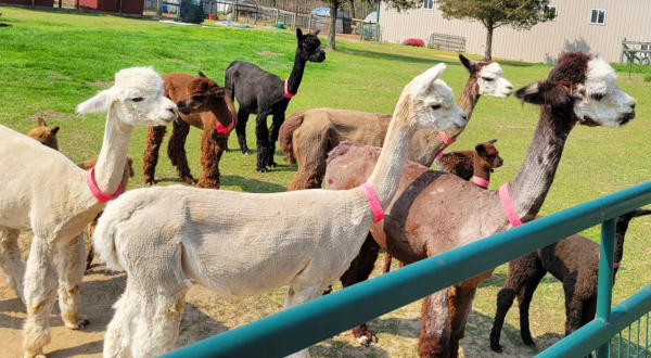 You’ll Never Forget A Visit To This One Of A Kind Alpaca Ranch Near Detroit