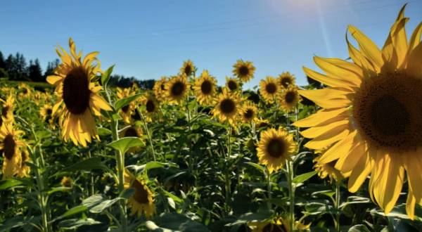 Get Lost In This Beautiful Sunflower Maze In Minnesota