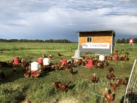 There's A Chicken Coop Cabin In Minnesota Where You Can Spend The Night