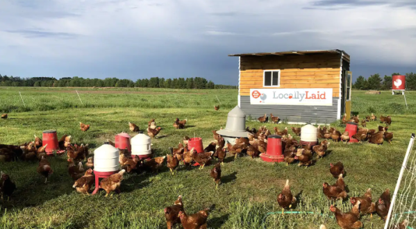 There’s A Chicken Coop Cabin In Minnesota Where You Can Spend The Night