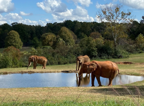 The Largest Zoo In The U.S. Is In North Carolina, And It's Magical