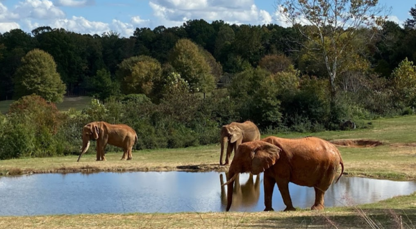 The Largest Zoo In The U.S. Is In North Carolina, And It’s Magical