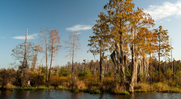There’s Almost Nothing In Life A Day On Georgia’s Okefenokee Swamp Can’t Cure