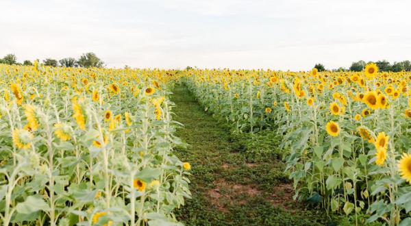 The Fields At Sunflower Trail Is An Epic Sunflower Maze In North Carolina That’s Just As Magnificent As It Sounds