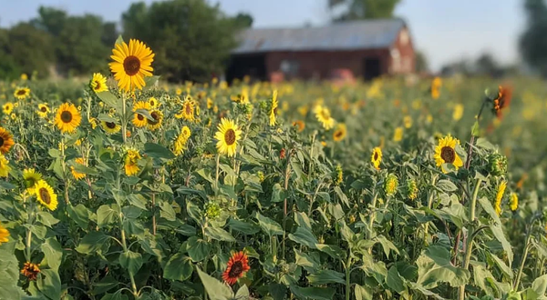 This U-Pick Sunflower Farm In Colorado Also Has Some Of The Best Honey You Have Ever Tasted