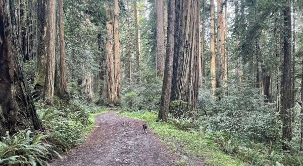 With Massive Redwood Trees, The Little-Known Cal Barrel Road In Northern California Is Unexpectedly Magical