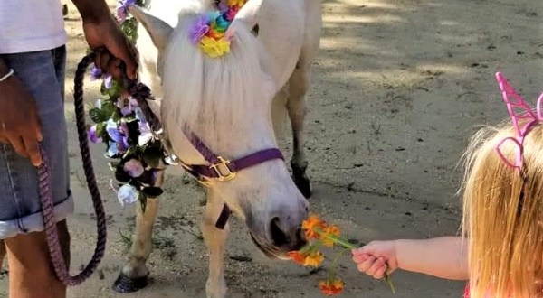 There Is Such A Thing As A Unicorn Festival In Maryland And It Is As Magical As It Sounds