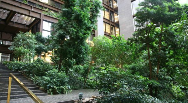 Few People Know There’s A Secret Indoor Rainforest Hidden In An Office Building In New York