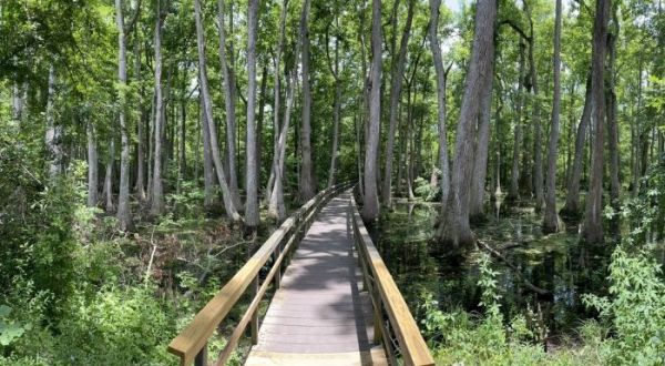 An Easy But Gorgeous Hike, The Cypress Swamp Loop Trail Leads To A Little-Known Cypress Swamp In Mississippi
