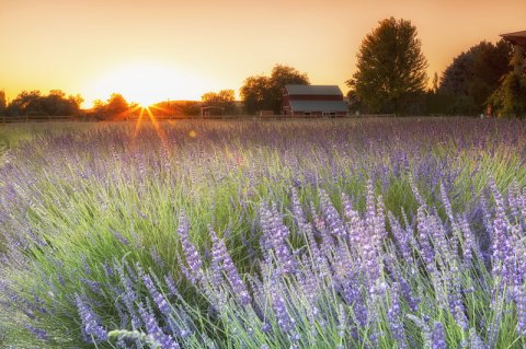 The Annual Lavender Harvest Festival In Idaho Is Both Fragrant And Beautiful