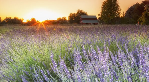 The Annual Lavender Harvest Festival In Idaho Is Both Fragrant And Beautiful