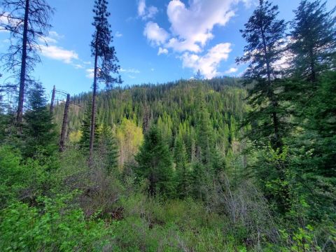 Meander Through A Shady Forest Along The 8-Mile Marie Creek Trail In Idaho For An Unforgettable Outdoor Adventure