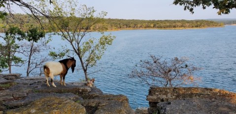 You Can Kayak To Goat Island At Tenkiller State Park For A Unique Oklahoma Adventure