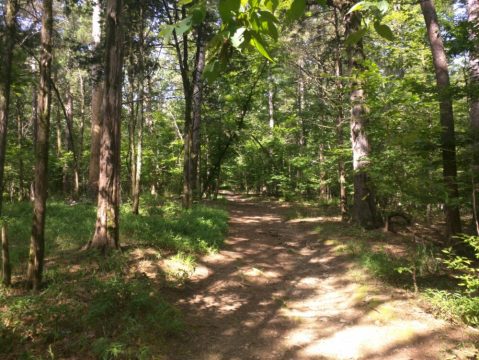 Meander Through A Shady Forest Along The 3.9-Mile Deer Crossing Trail In Oklahoma For An Unforgettable Outdoor Adventure