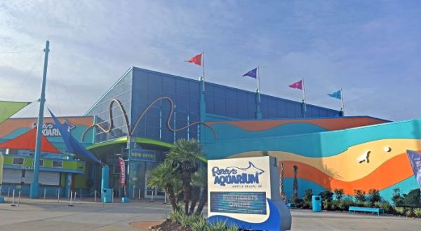 Play With Penguins At Ripley’s Aquarium of Myrtle Beach, Then Explore The Shark Tank In South Carolina