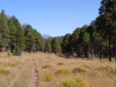 Meander Through A Shady Forest Along The 3-Mile Sandys Canyon Trail In Arizona For An Unforgettable Outdoor Adventure