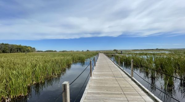 Take A Boardwalk Trail Through The Wetlands Of The Horicon Marsh In Wisconsin
