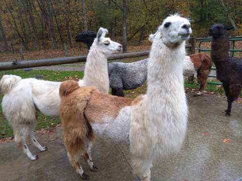 Hike With Llamas At Wildwood Inn And Farm In Ohio For An Adorable Adventure