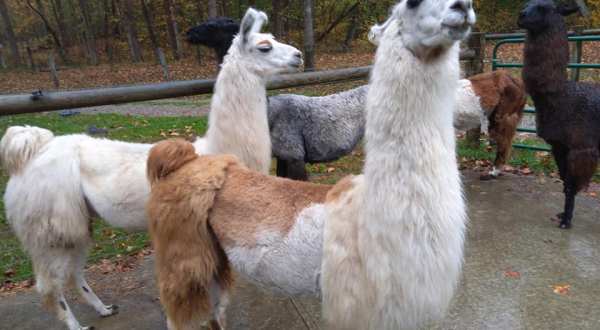 Hike With Llamas At Wildwood Inn And Farm In Ohio For An Adorable Adventure