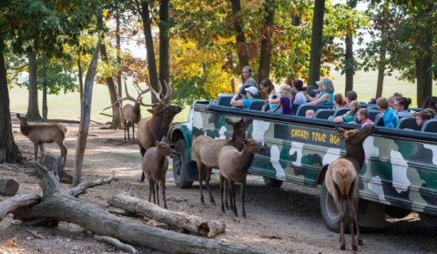 There's A Diner Near A Wildlife Park In Pennsylvania, Making For A Fun-Filled Family Outing