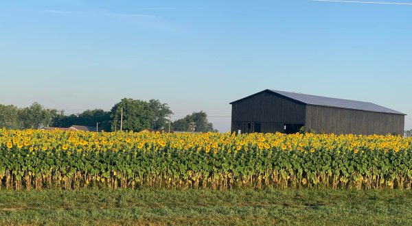 Frolic In Fields Of Golden Sunflowers At This Stunning Farm In Central Kentucky