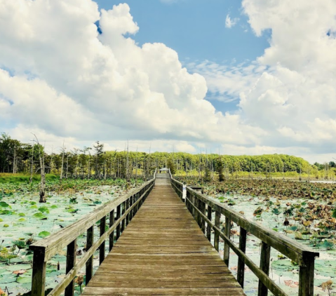 Take A Boardwalk Trail Through The Wetlands Of Black Bayou Lake In Louisiana