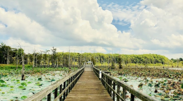 Take A Boardwalk Trail Through The Wetlands Of Black Bayou Lake In Louisiana