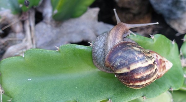 Giant African Snails Have Invaded Florida Again – Here’s Everything You Need To Know