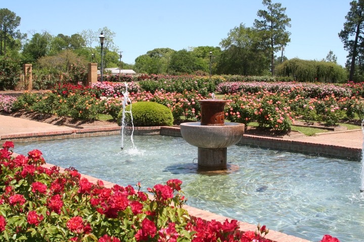 Rose Garden In Texas