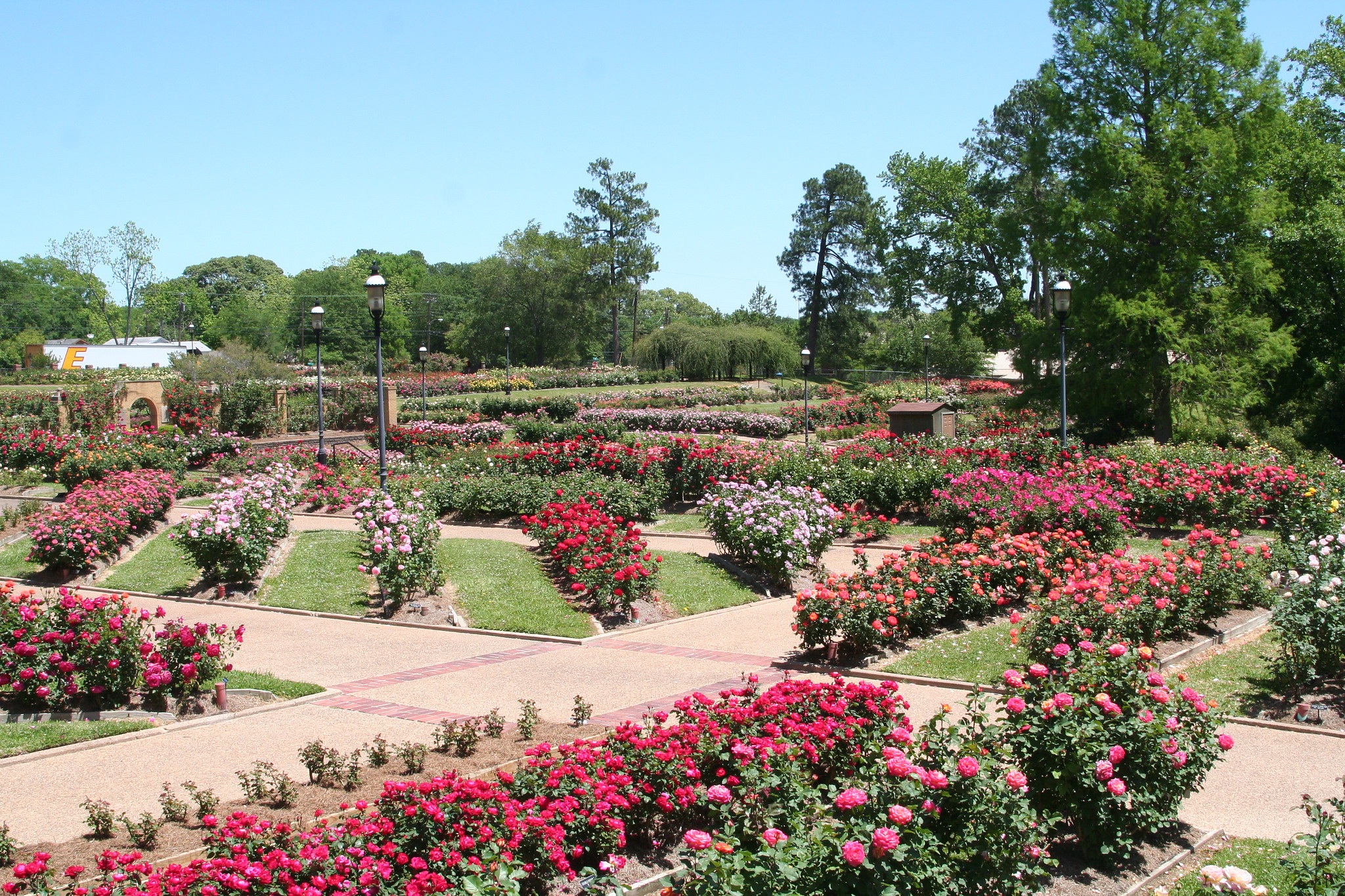 Best Rose Gardens In Texas: Tyler Rose Garden