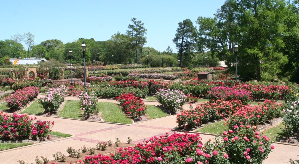 There Are Over 200 Different Kinds Of Roses In This One Texas Flower Garden