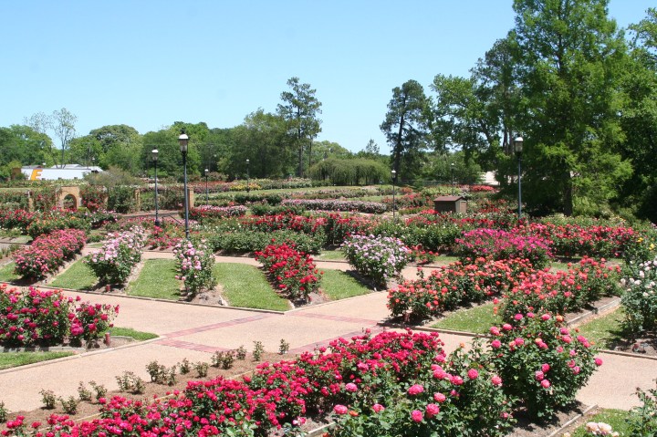Rose Garden In Texas