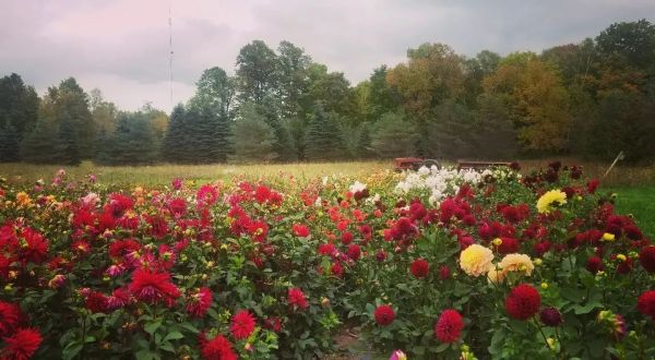 Pick Your Own Flowers At This Charming Farm Hiding In Wisconsin
