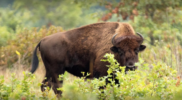 The Magical Place In Wisconsin Where You Can View A Wild Bison Herd
