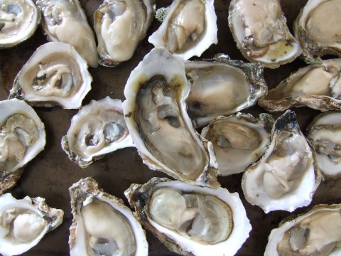 The Apalachicola Oyster Was Discovered Here In Florida, And You Likely Won't Find Them Until 2025