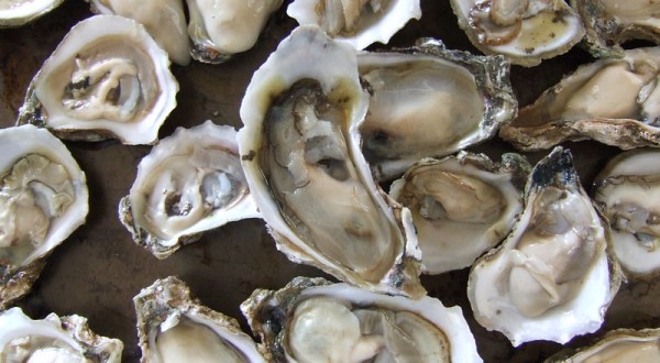 The Apalachicola Oyster Was Discovered Here In Florida, And You Likely Won’t Find Them Until 2025
